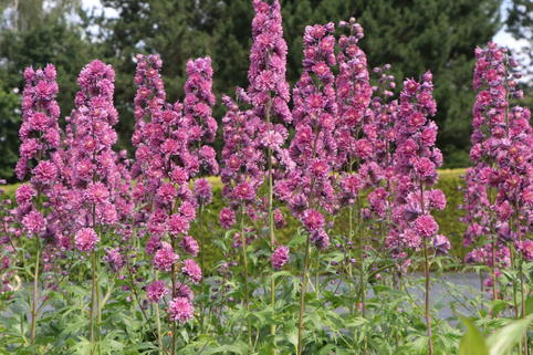 Hoher Rittersporn Highlander-Serie 'Flamenco' - Delphinium x elatum Highlander-Serie 'Flamenco'