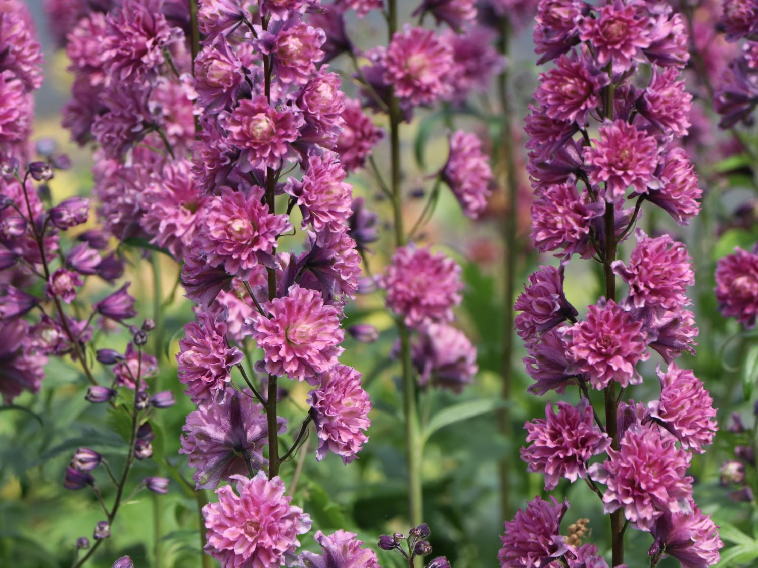 Hoher Rittersporn Highlander-Serie 'Flamenco' - Delphinium x elatum Highlander-Serie 'Flamenco'