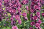 Hoher Rittersporn Highlander-Serie 'Flamenco' - Delphinium x elatum Highlander-Serie 'Flamenco'