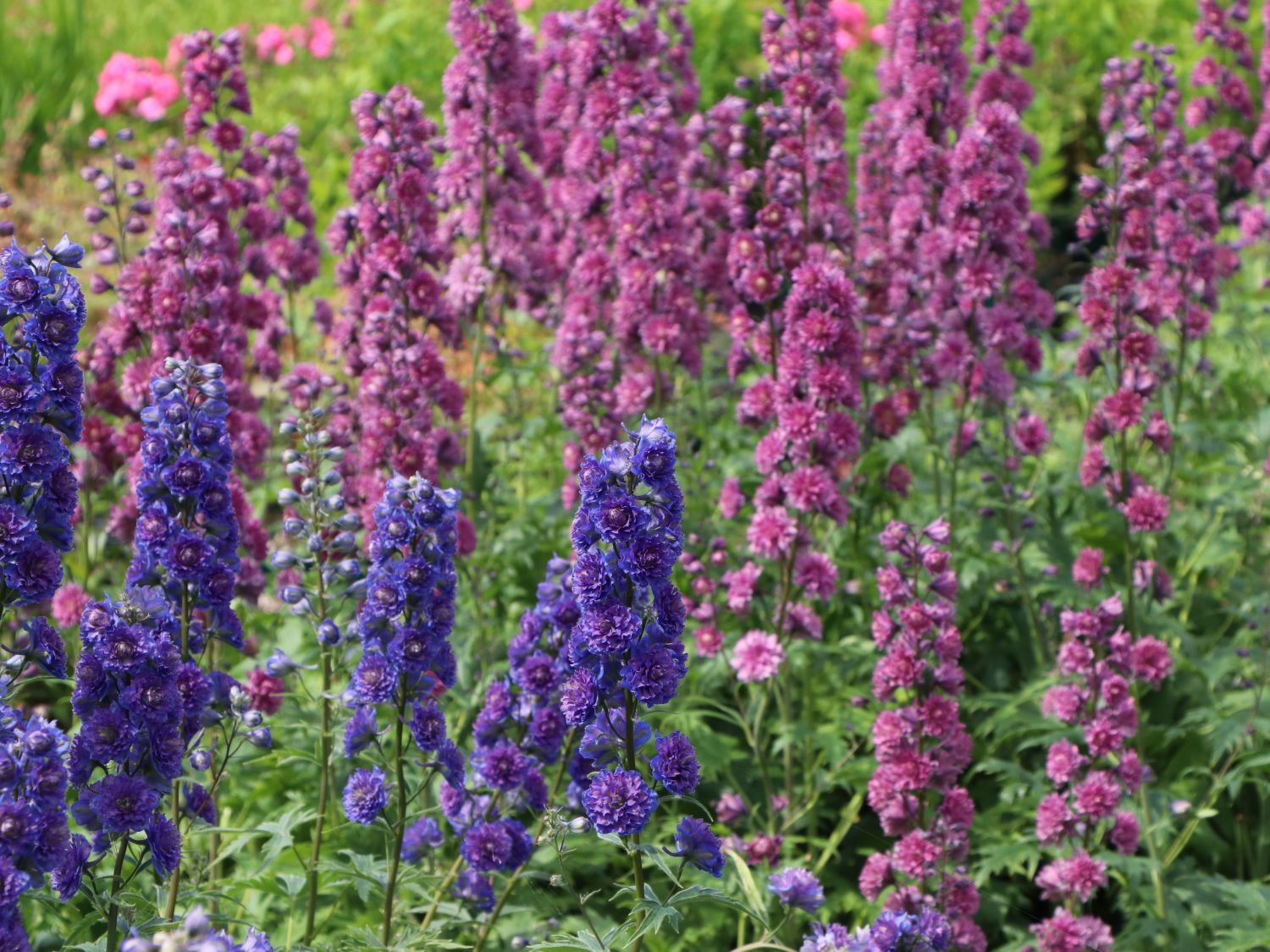 Hoher Rittersporn Highlander-Serie 'Flamenco' - Delphinium x elatum Highlander-Serie 'Flamenco'