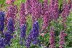 Hoher Rittersporn Highlander-Serie 'Flamenco' - Delphinium x elatum Highlander-Serie 'Flamenco'