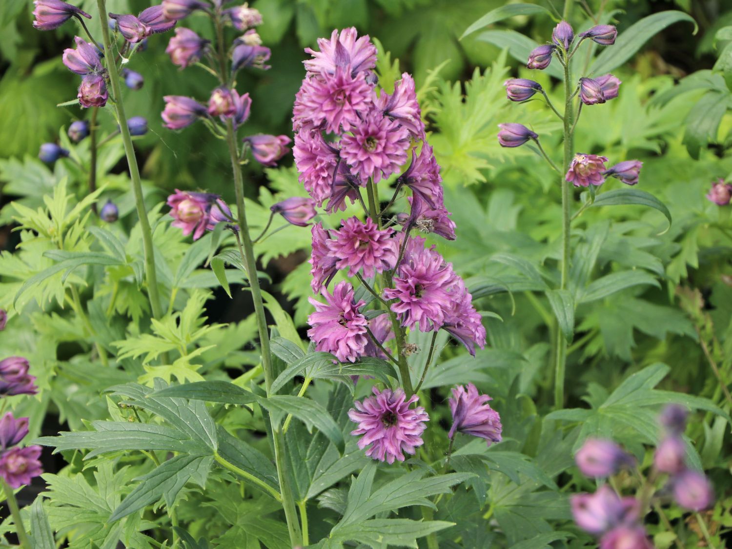 Hoher Rittersporn Highlander-Serie 'Flamenco' - Delphinium x elatum Highlander-Serie 'Flamenco'