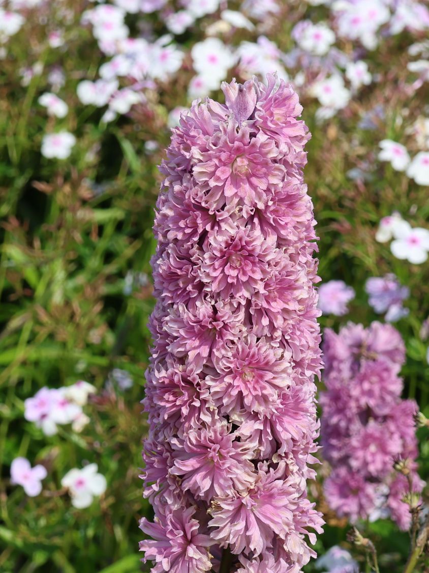 Hoher Rittersporn Highlander-Serie 'Flamenco' - Delphinium x elatum Highlander-Serie 'Flamenco'