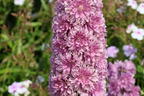 Hoher Rittersporn Highlander-Serie 'Flamenco' - Delphinium x elatum Highlander-Serie 'Flamenco'