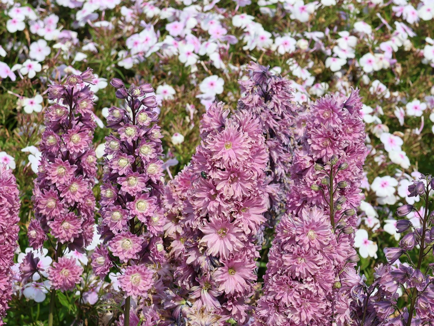 Hoher Rittersporn Highlander-Serie 'Flamenco' - Delphinium x elatum Highlander-Serie 'Flamenco'