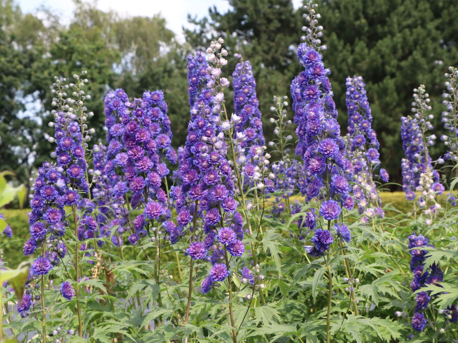 Hoher Rittersporn Highlander-Serie 'Sweet Sensation' ®