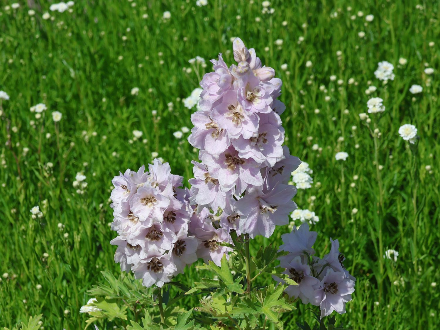 Hoher Rittersporn 'Sky Sensation'