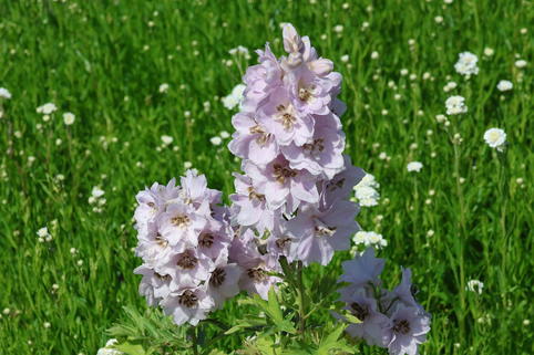 Hoher Rittersporn 'Sky Sensation' - Delphinium x elatum 'Sky Sensation'