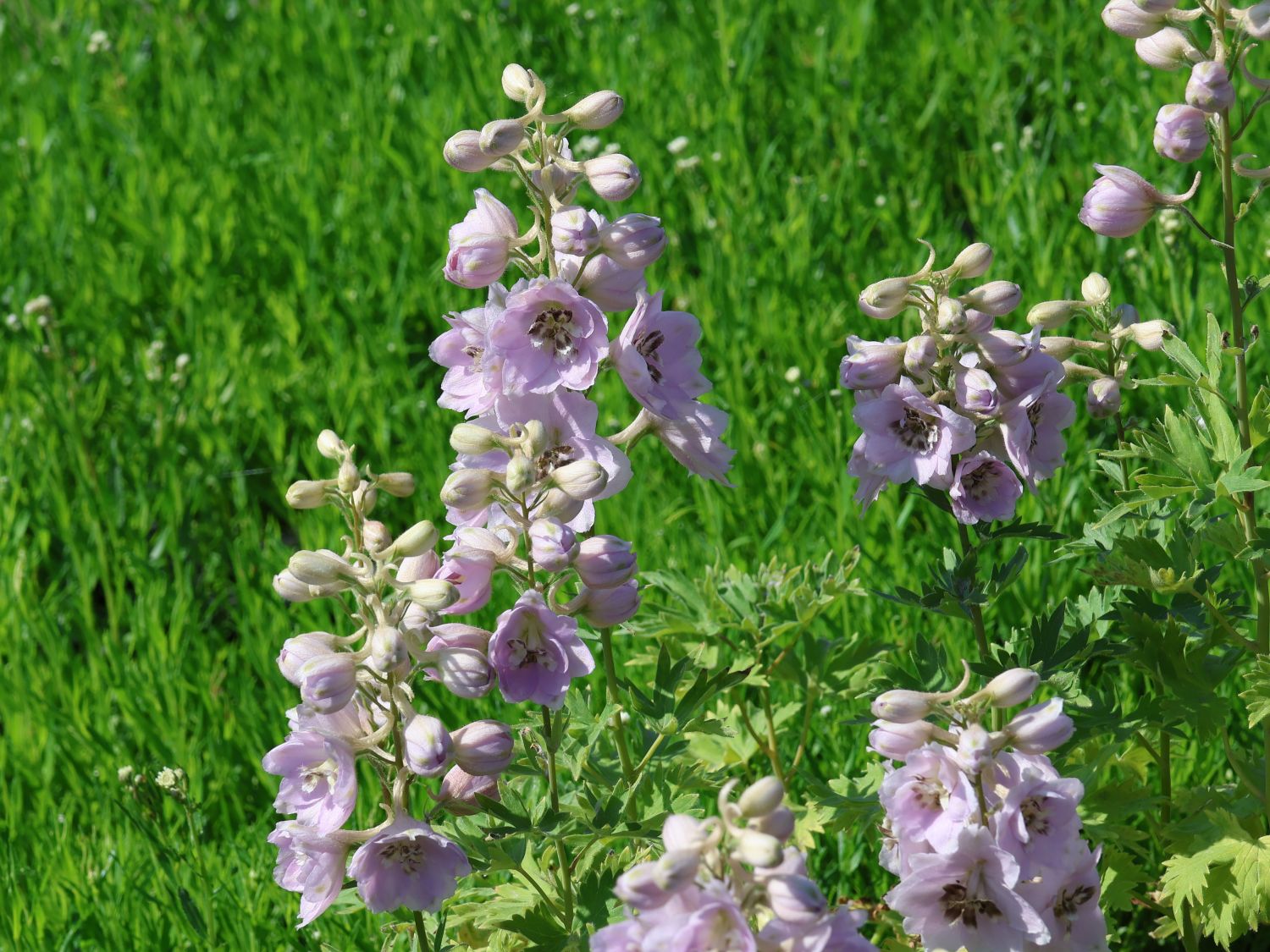 Hoher Rittersporn 'Sky Sensation' - Delphinium x elatum 'Sky Sensation'