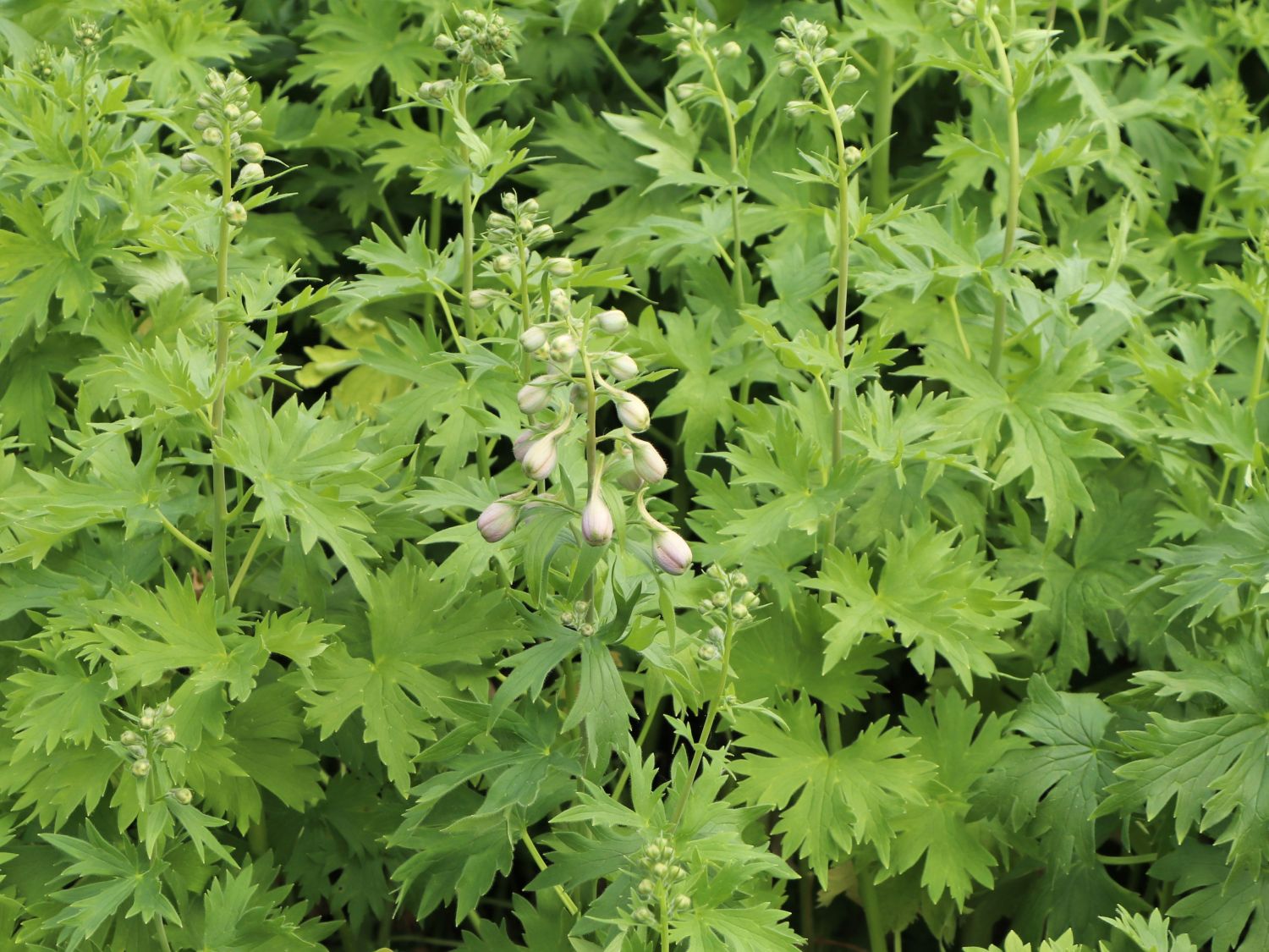 Hoher Rittersporn 'Sky Sensation' - Delphinium x elatum 'Sky Sensation'