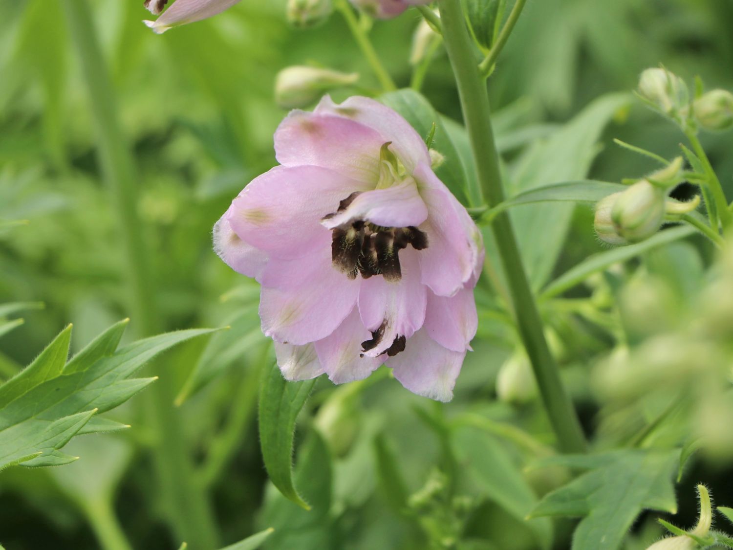 Hoher Rittersporn 'Sky Sensation' - Delphinium x elatum 'Sky Sensation'