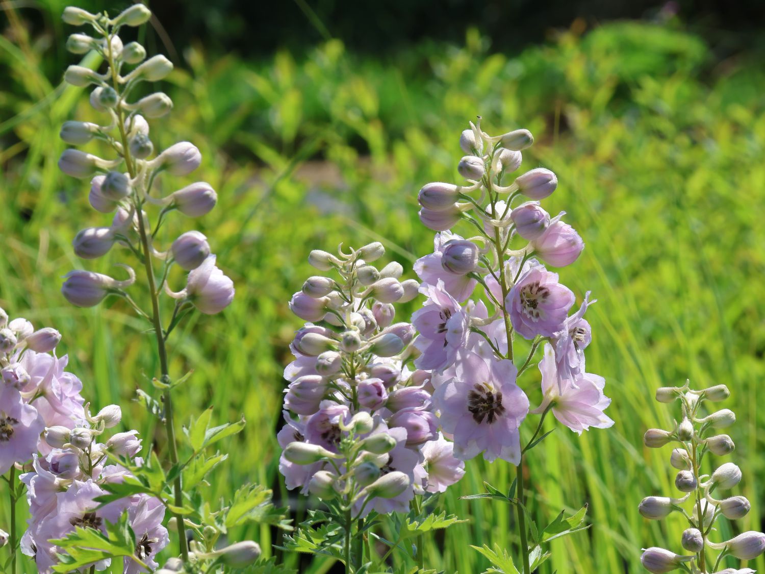 Hoher Rittersporn 'Sky Sensation' - Delphinium x elatum 'Sky Sensation'