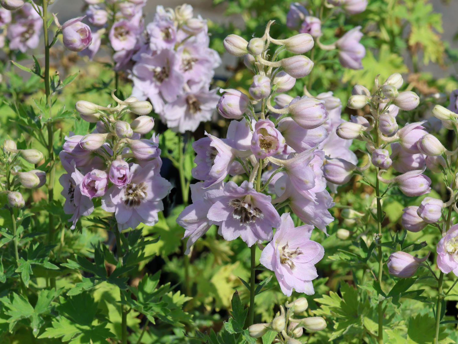 Hoher Rittersporn 'Sky Sensation' - Delphinium x elatum 'Sky Sensation'