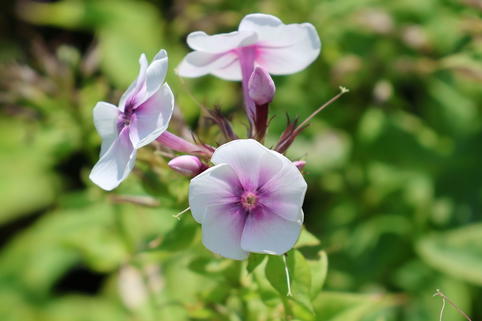 Hoher Stauden-Phlox 'Bambini Bullseye' - Phlox paniculata 'Bambini Bullseye'