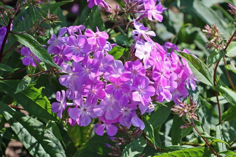 Hoher Stauden-Phlox JS ® 'Queen Paola' - Phlox paniculata JS ® 'Queen Paola'