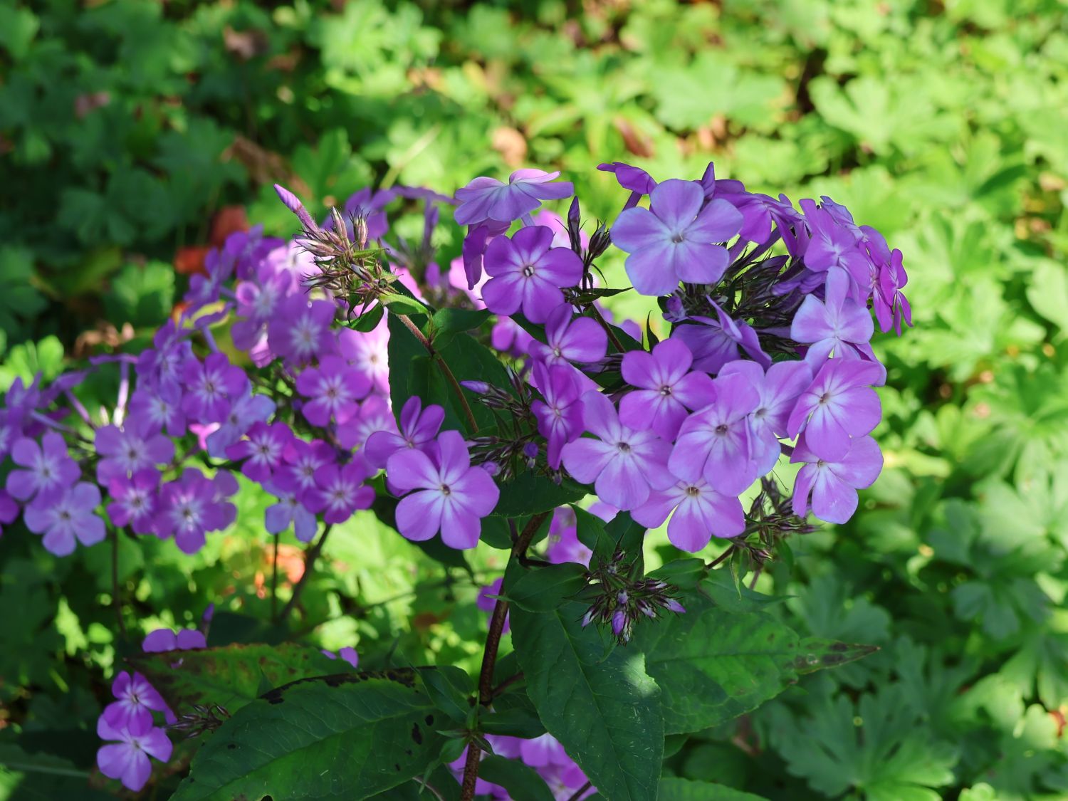Hoher Stauden-Phlox JS ® 'Queen Paola' - Phlox paniculata JS ® 'Queen Paola'