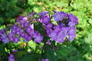 Hoher Stauden-Phlox JS ® 'Queen Paola' - Phlox paniculata JS ® 'Queen Paola'