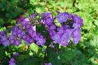 Hoher Stauden-Phlox JS ® 'Queen Paola' - Phlox paniculata JS ® 'Queen Paola'
