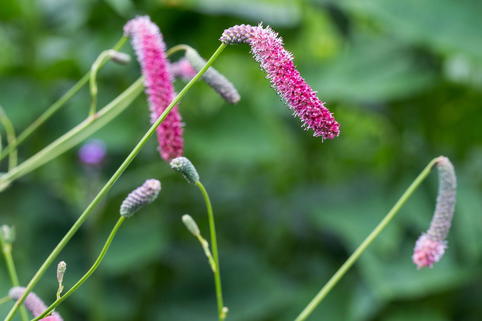 Hoher Wiesenknopf 'Scapino' - Sanguisorba tenuifolia 'Scapino'