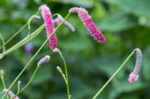 Hoher Wiesenknopf 'Scapino' - Sanguisorba 'Scapino'