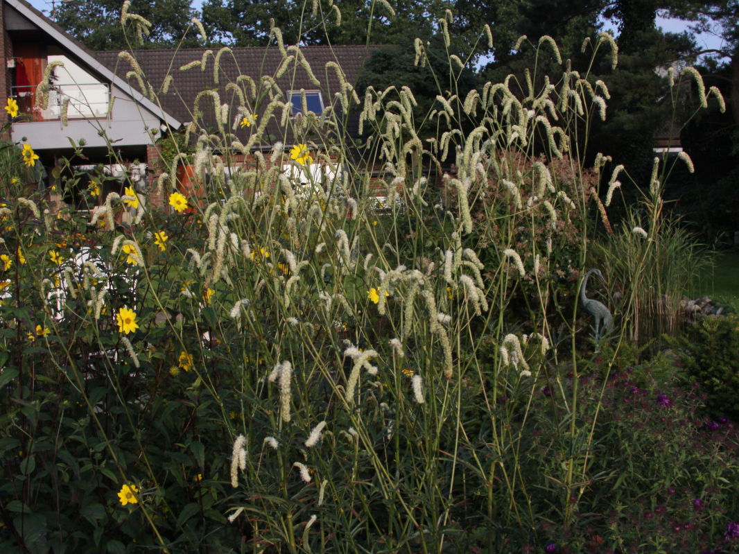 Hoher Wiesenknopf 'Stand Up Comedian'