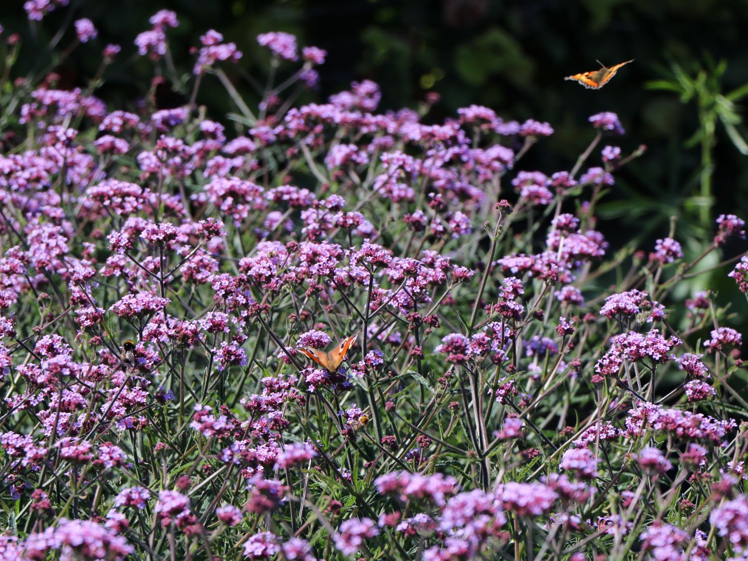 Hohes Eisenkraut 'Lollipop' - Verbena bonariensis 'Lollipop'