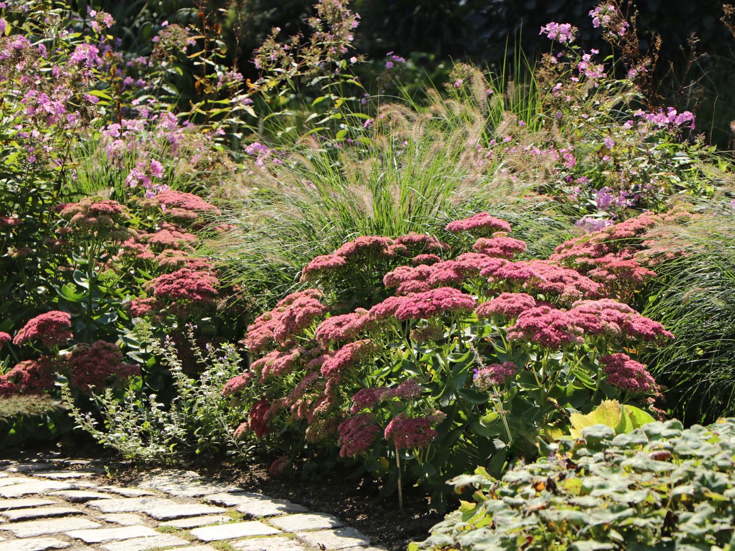 Hohes-Fettblatt 'Herbstfreude'