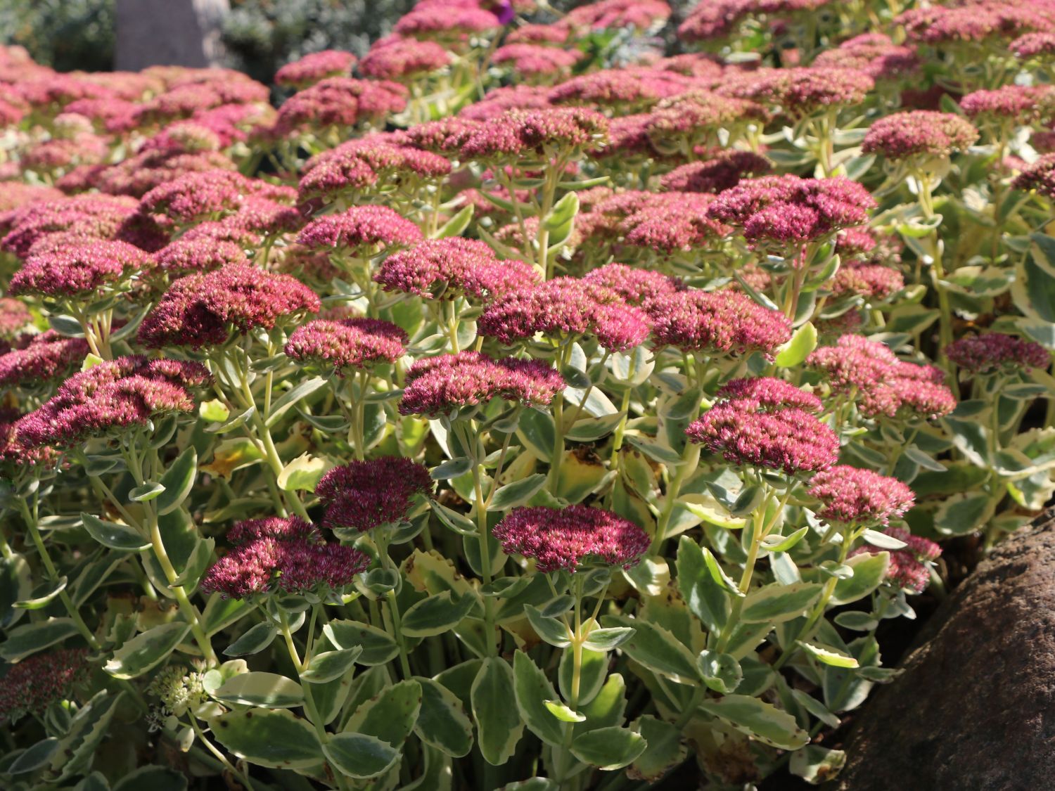 Hohes Fettblatt 'Lajos'