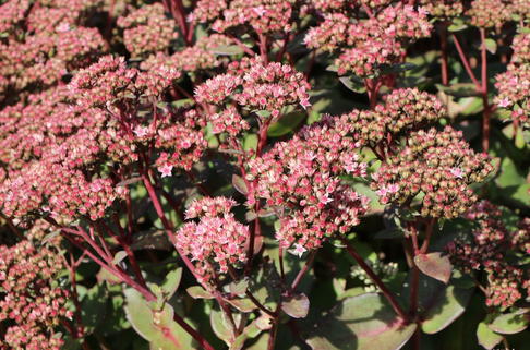 Hohes-Fettblatt 'Matrona' - Sedum telephium 'Matrona'