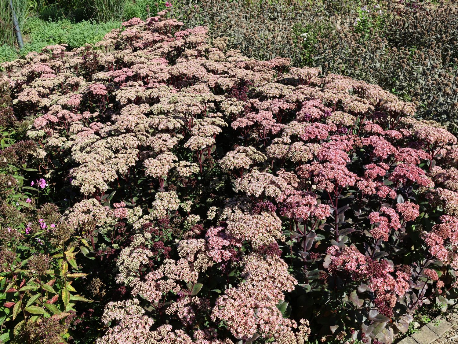 Dickblattgewächse (Crassulaceae)