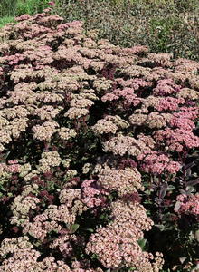 Dickblattgewächse (Crassulaceae)