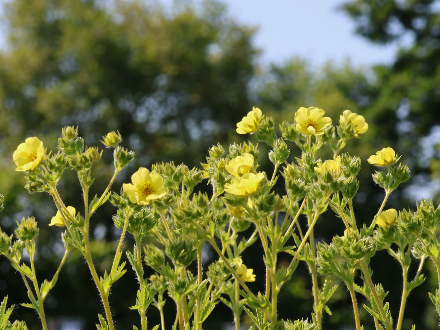 Hohes Fingerkraut 'Sulphurea'