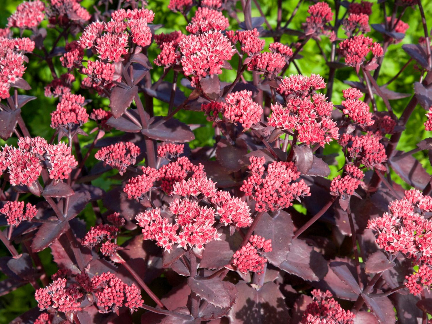 Hohes Herbst-Fettblatt 'Chocoloate Cherry'