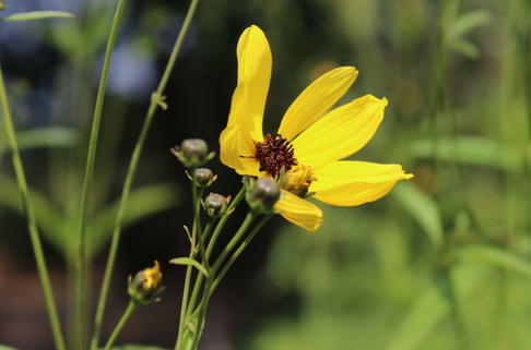 Hohes Mädchenauge - Coreopsis tripteris