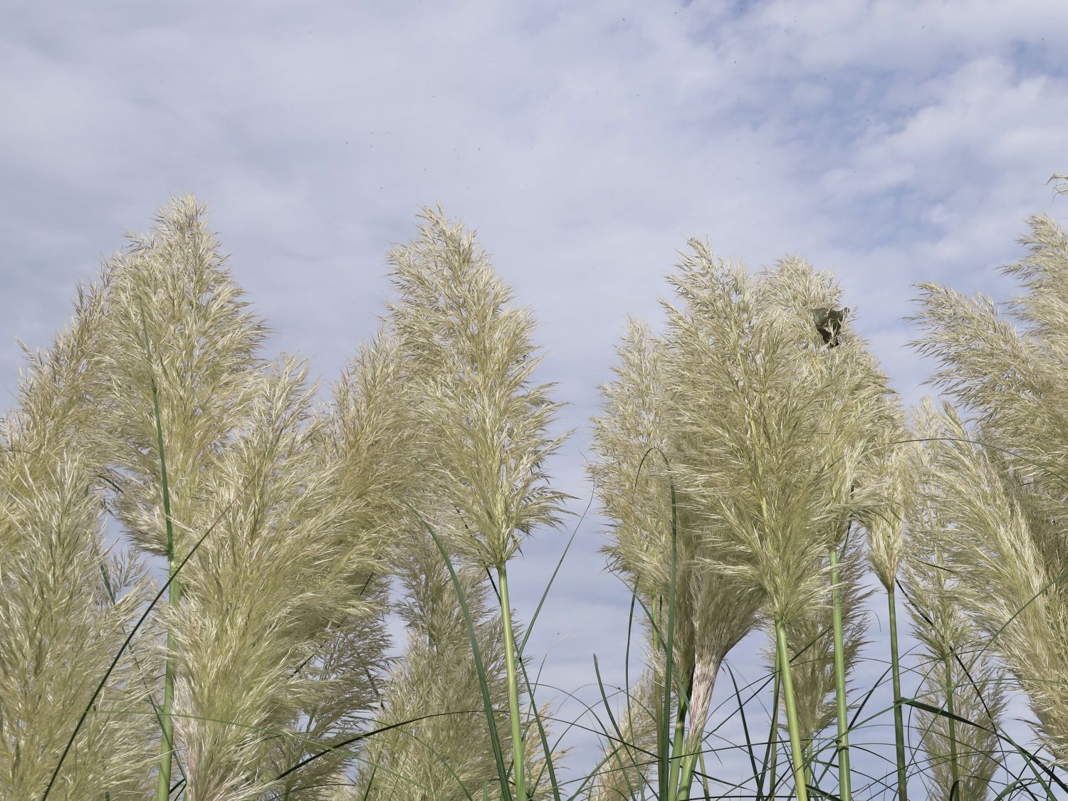 Kleines Pampasgras 'Esperanta' ®