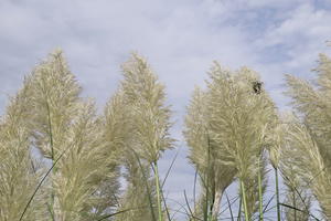 Kleines Pampasgras 'Esperanta' ®