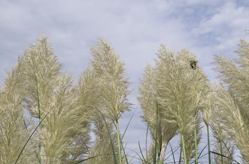 Kleines Pampasgras 'Esperanta' ® - Cortaderia selloana 'Esperanta' ®