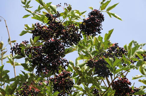 Holunder 'Haidegg 17' - Sambucus nigra 'Haidegg 17'