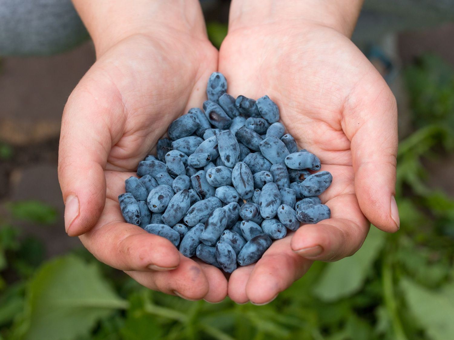 Honigbeere / Sibirische Blaubeere 'Balaleika'