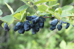Honigbeere / Sibirische Blaubeere 'Eisbär' ®