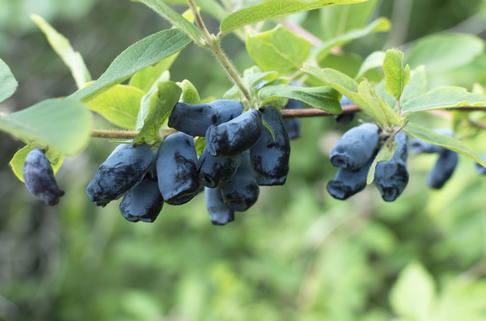 Honigbeere / Sibirische Blaubeere 'Eisbär' ® - Lonicera kamtschatica 'Eisbär' ®