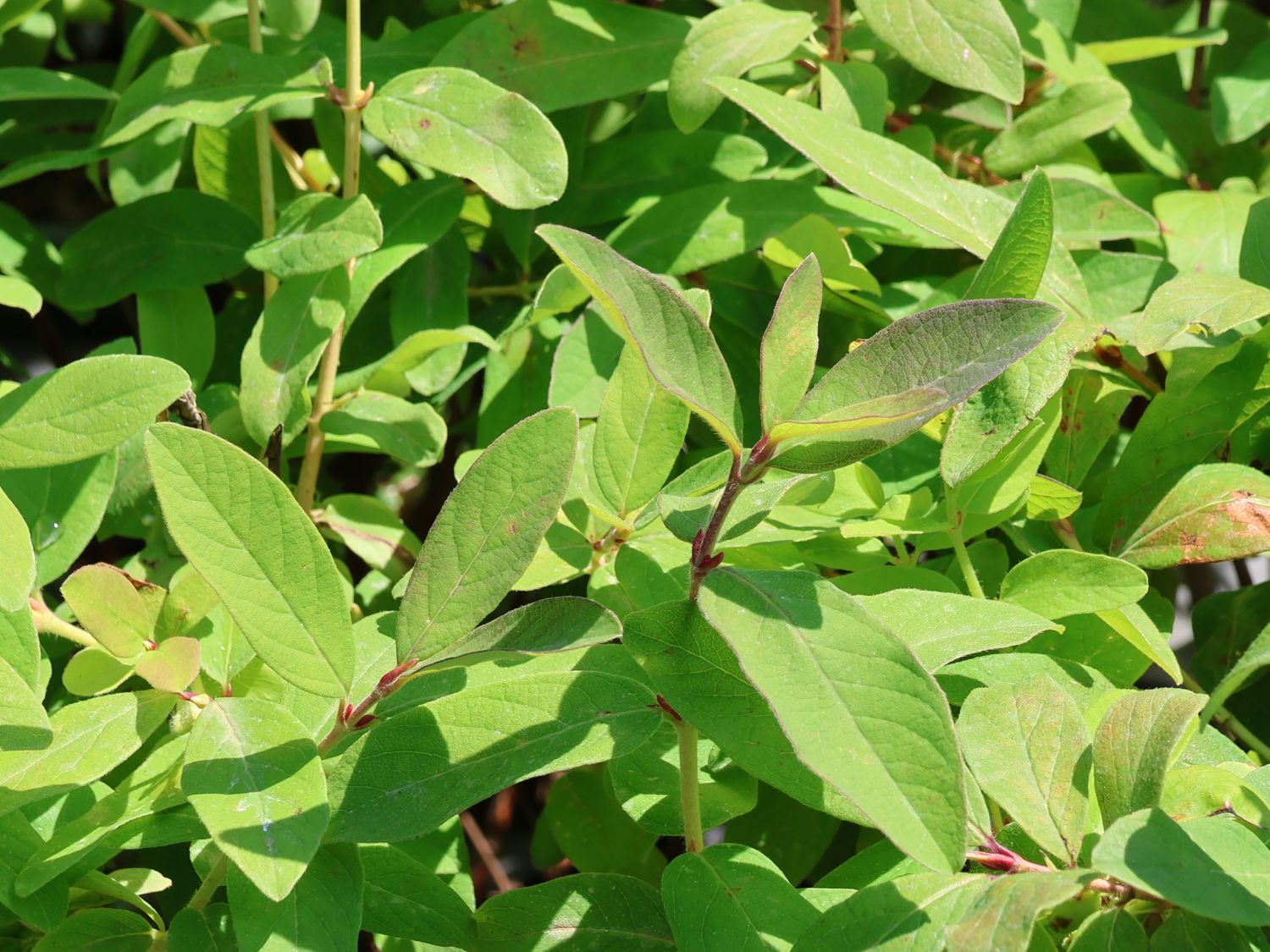 Honigbeere / Sibirische Blaubeere 'Morena' - Lonicera kamtschatica 'Morena'