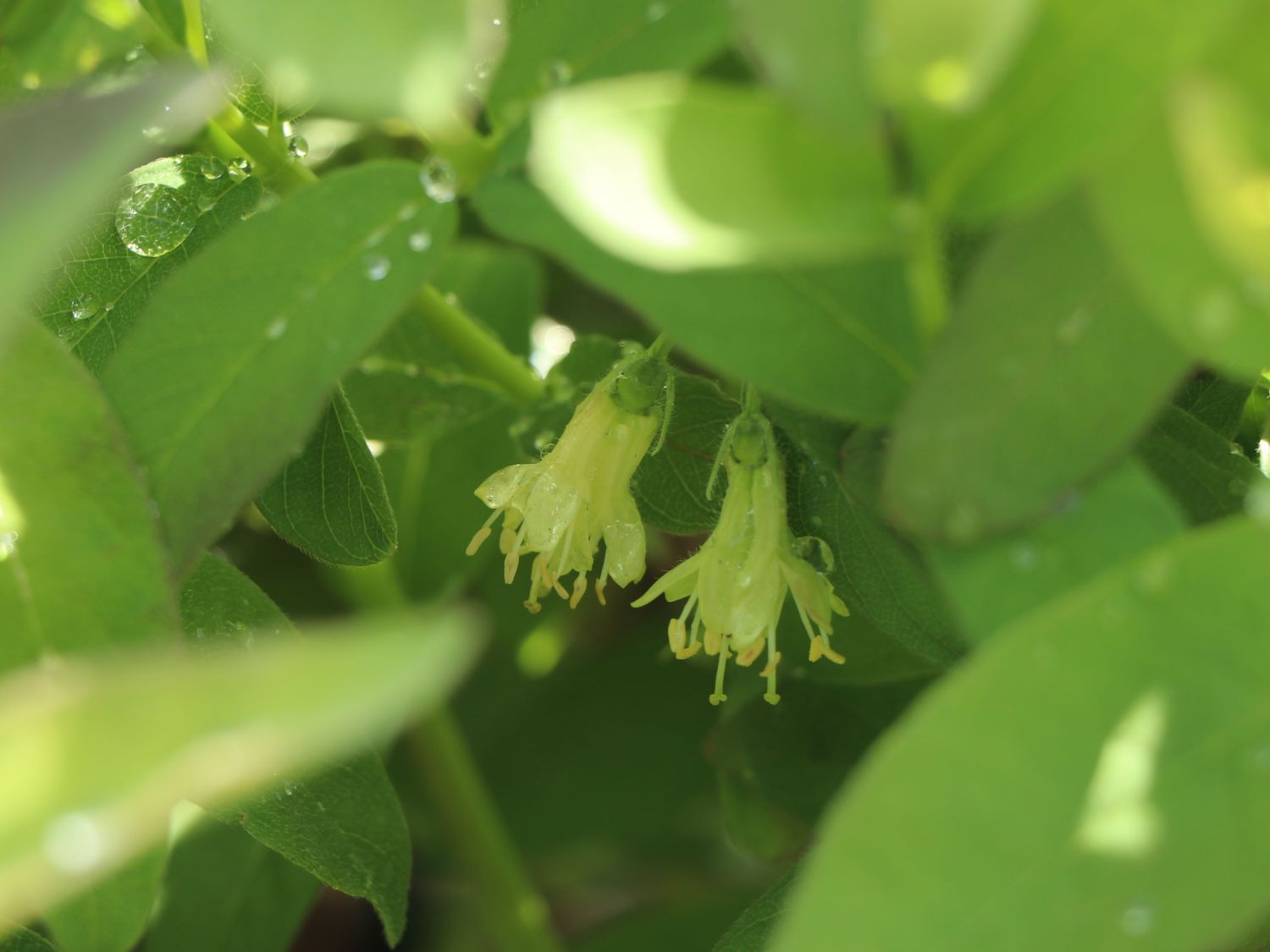 Honigbeere / Sibirische Blaubeere 'Myberry Farm' - Lonicera kamtschatica 'Myberry Farm'
