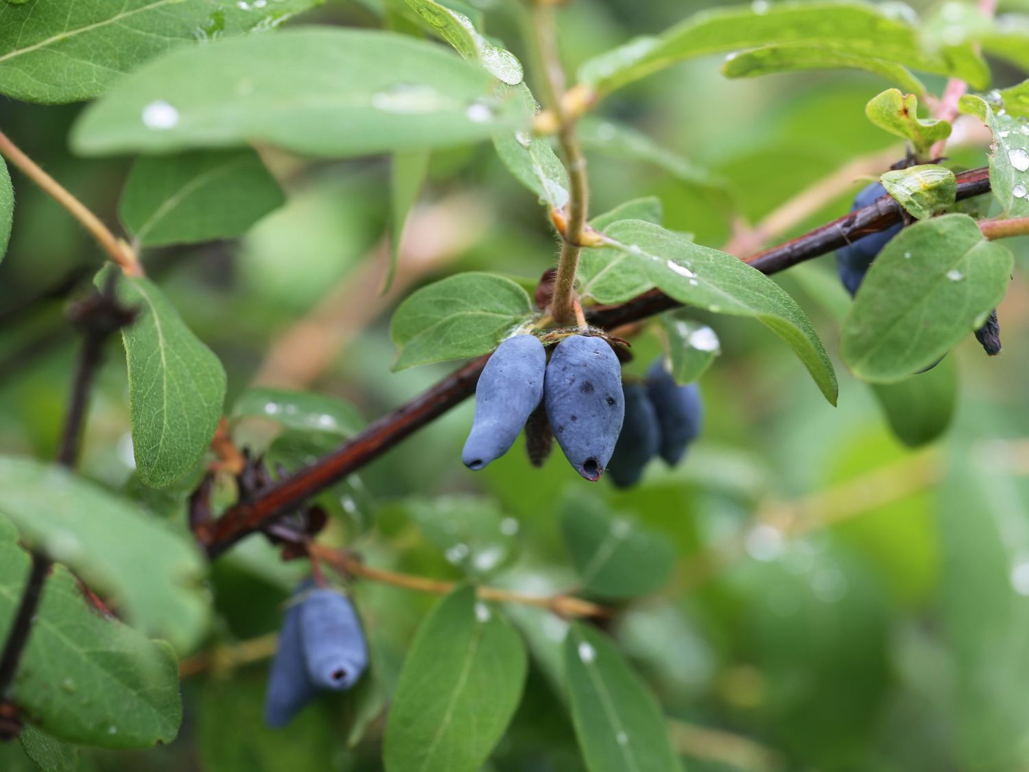 Honigbeere / Sibirische Blaubeere 'Myberry Sweet'