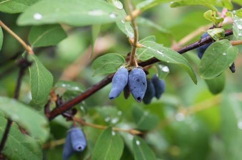 Honigbeere / Sibirische Blaubeere 'Myberry Sweet' - Lonicera kamtschatica 'Myberry Sweet'