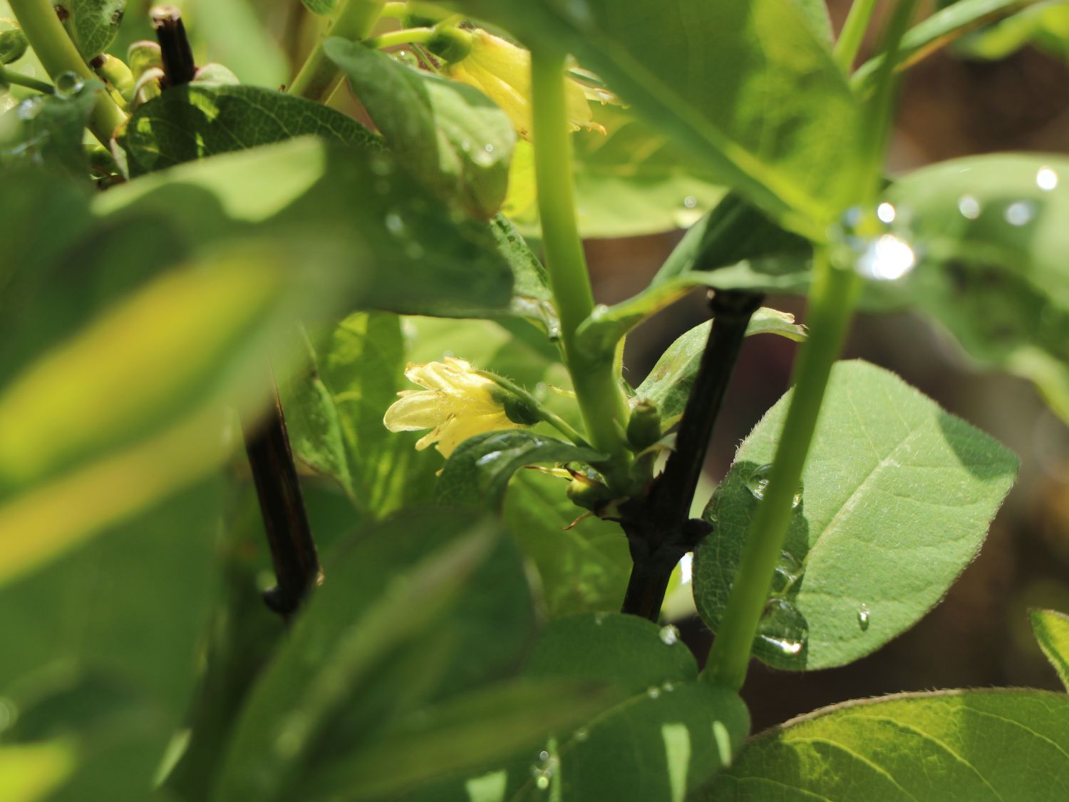 Honigbeere / Sibirische Blaubeere 'Myberry Sweet' - Lonicera kamtschatica 'Myberry Sweet'