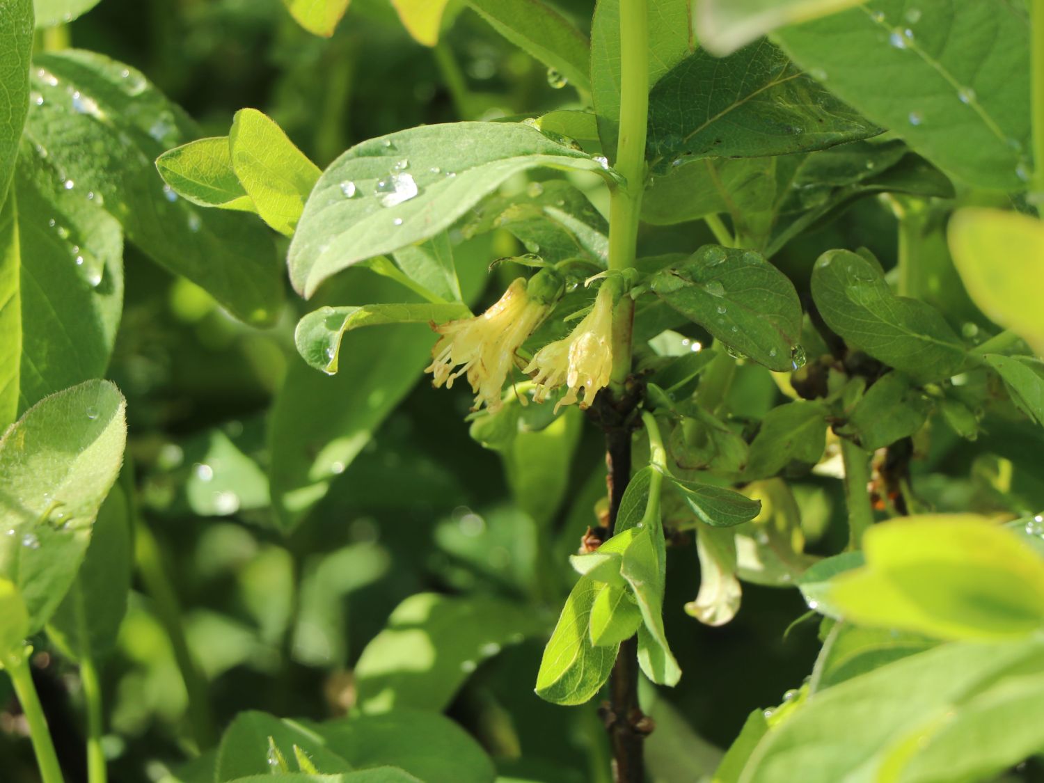 Honigbeere / Sibirische Blaubeere 'Myberry Sweet' - Lonicera kamtschatica 'Myberry Sweet'