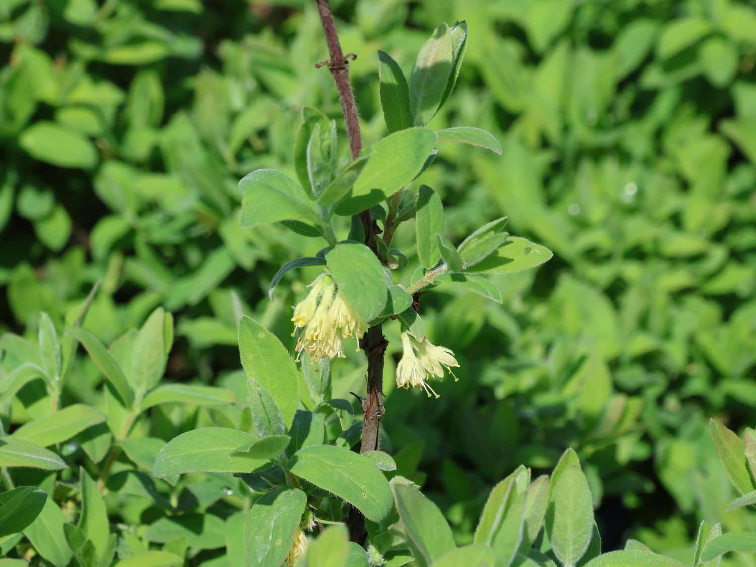 Honigbeere / Sibirische Blaubeere 'Myberry Sweet' - Lonicera kamtschatica 'Myberry Sweet'