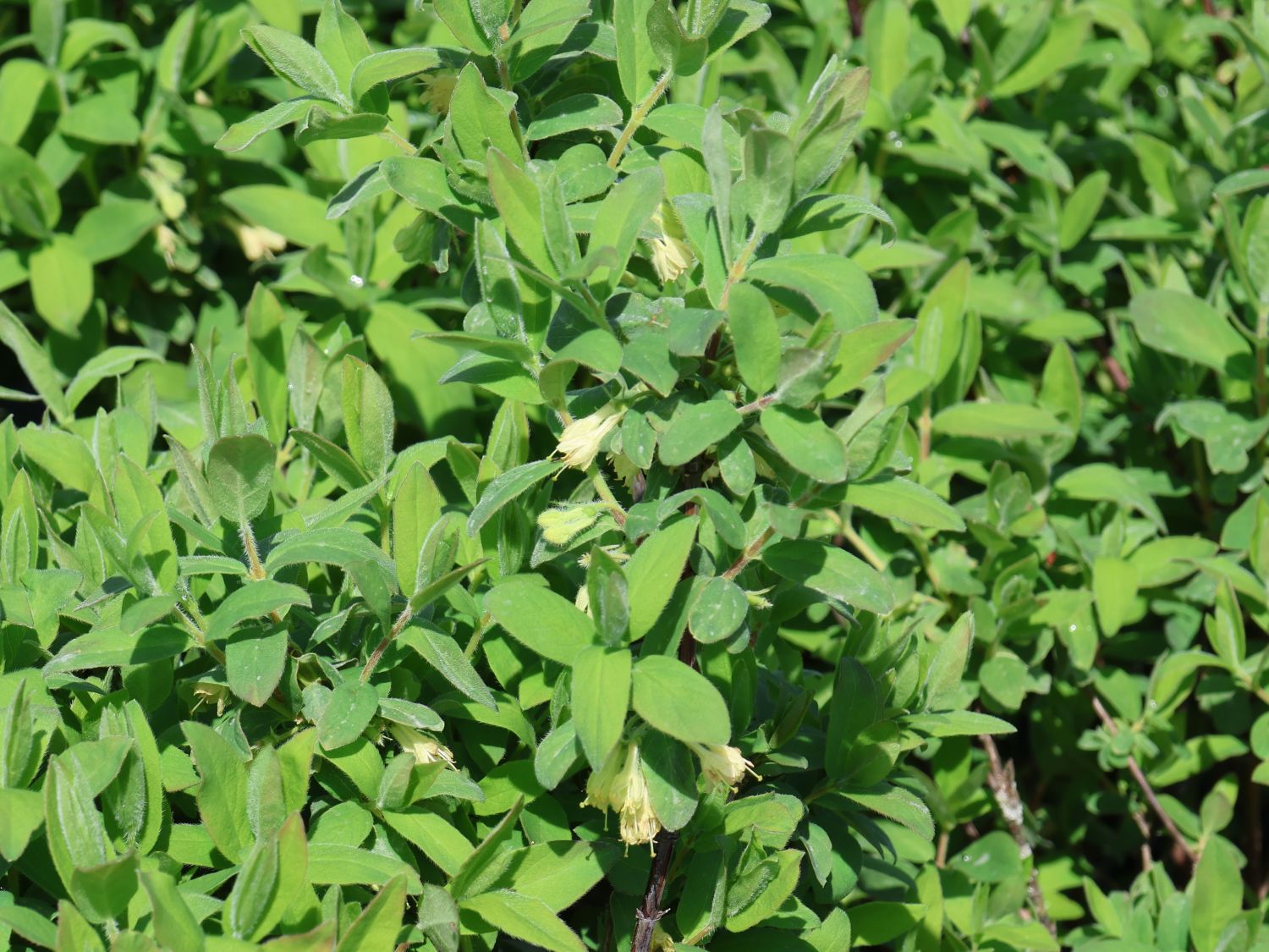 Honigbeere / Sibirische Blaubeere 'Myberry Sweet' - Lonicera kamtschatica 'Myberry Sweet'