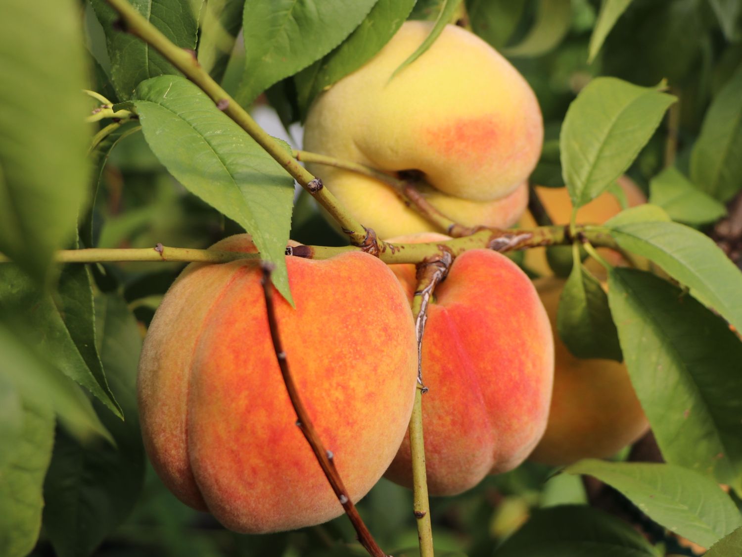 Honigpfirsich 'Honeysun' ®